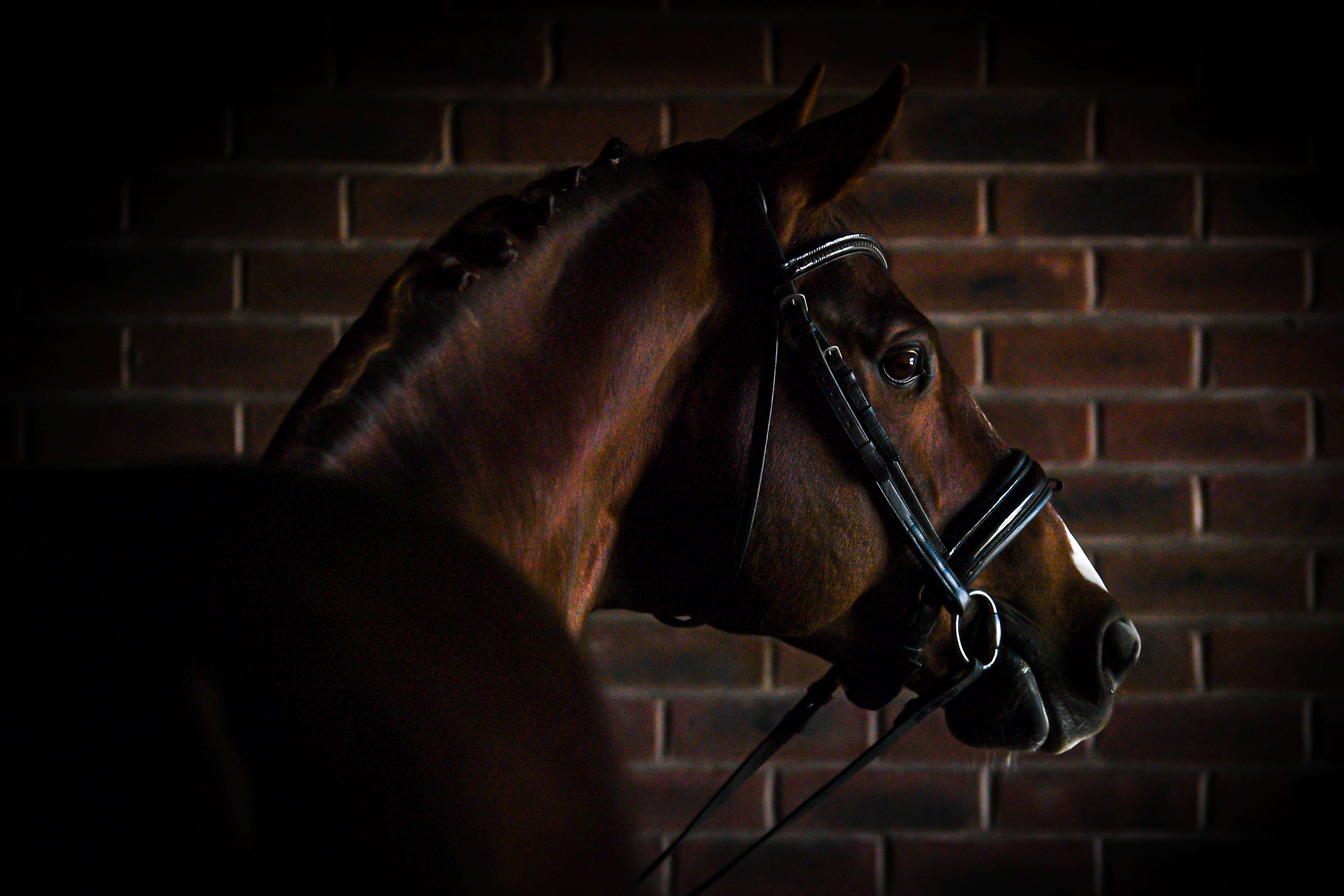 Belissimo Vita Stallion Belissimo Vita Stallion